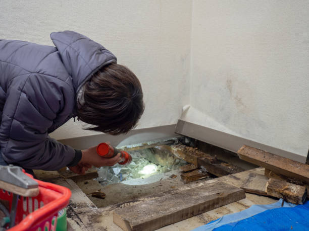 Best Water Damage & Mold Remediation  in Shelby, MS